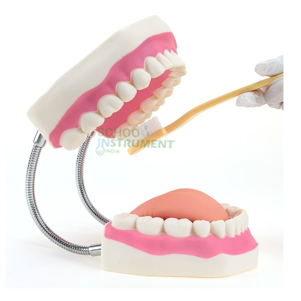 Oral Hygiene Model